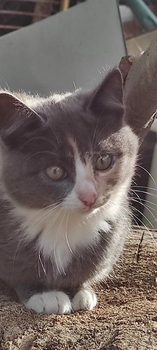 Віддам кицюню в лагідні руки дбайливого господаря