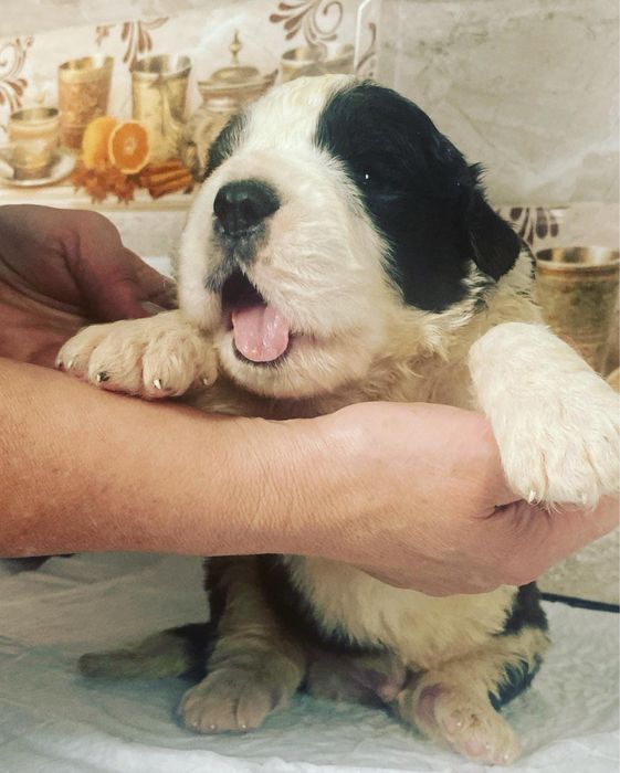 Сенбернар Одеса