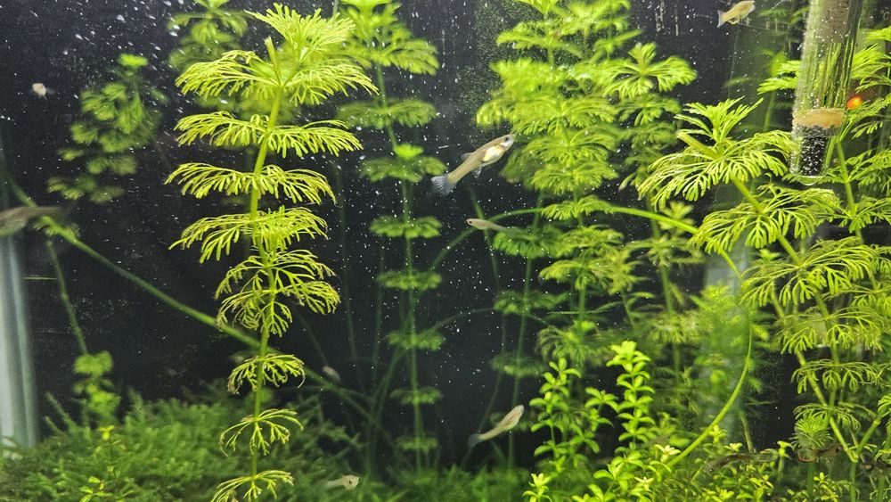 Gupiki endlera młode