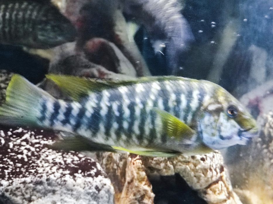 Petrochromis macrognathus
