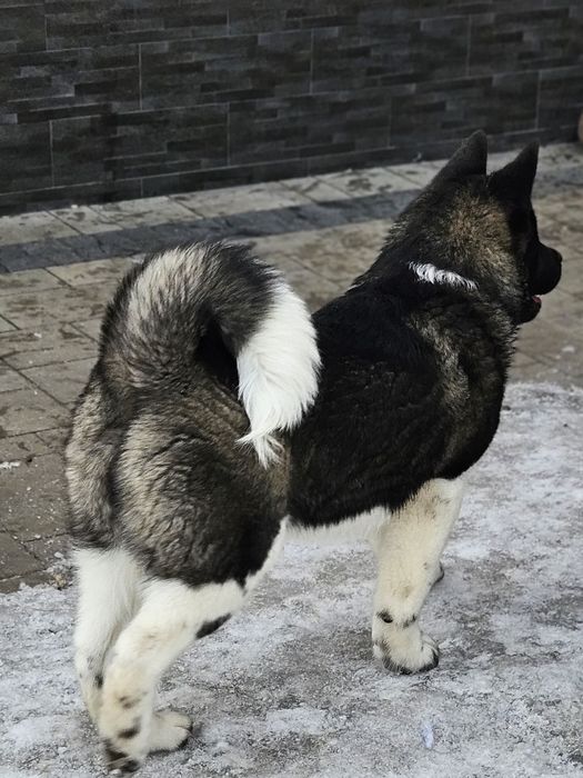 Akita Amerykańska Piesek