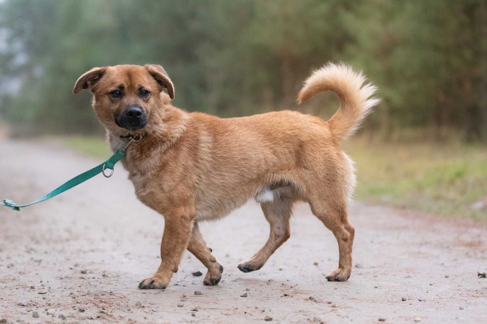 Kortu: dworskie maniery, łagodny charakter