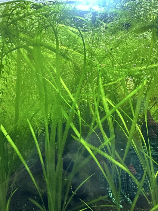 Trawa do akwarium