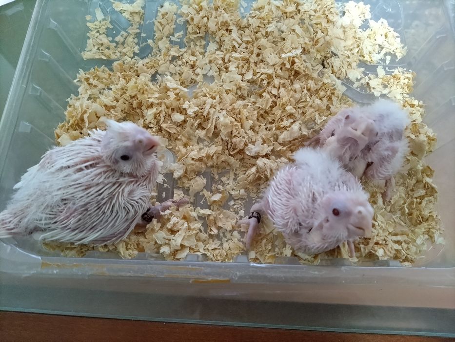 Caturras de 2024 e 2025 (várias mutações)