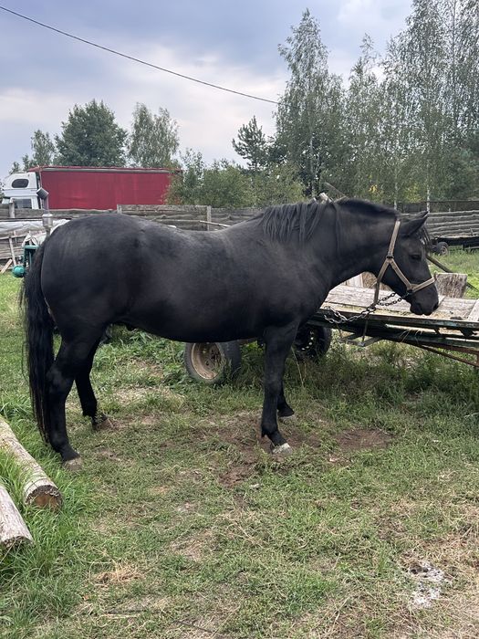 продається кобила 4 роки