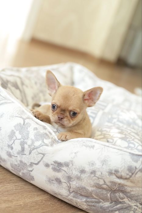 Chihuahua FCI chłopak