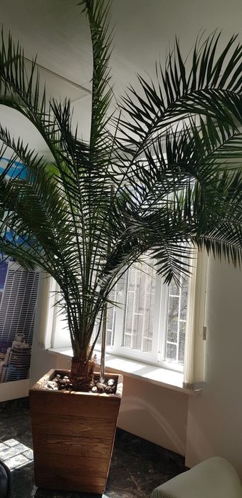 Пальма финиковая королевская 3м