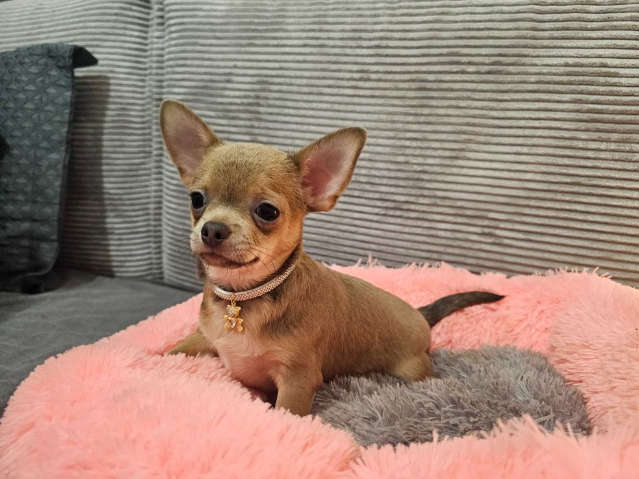 Chłopczyk chihuahua Isabella- tan.