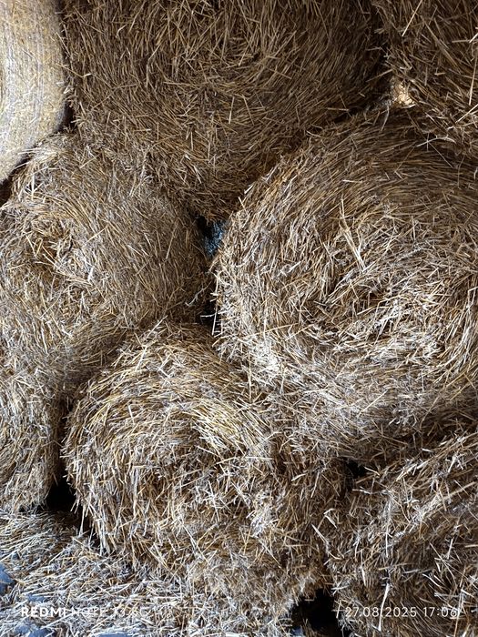 Солома тюкована пшенична продам