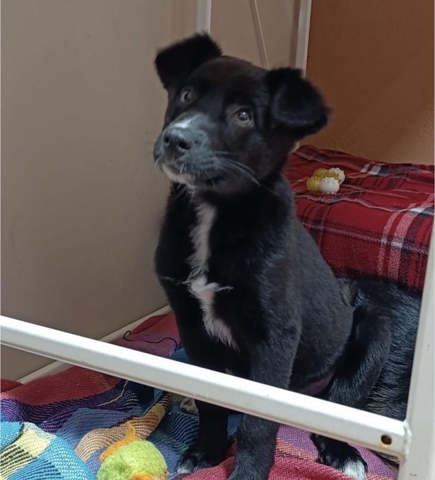 Cães bebés P/ Adoção