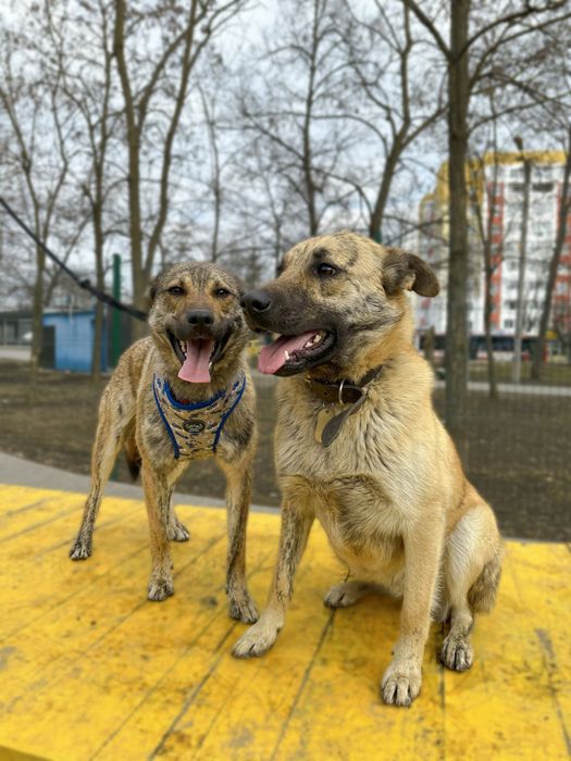Тайгер ищет семью
