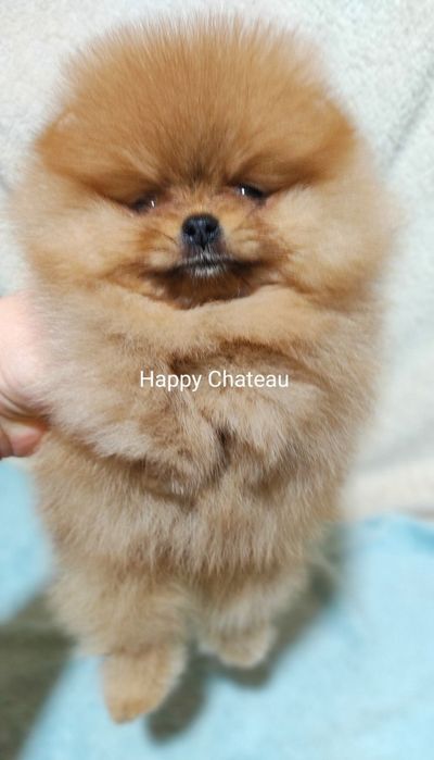 Предлагается шпиц вязка