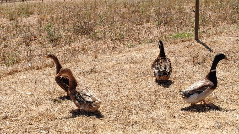 Ovos Patos jardim juvenis ornamentais