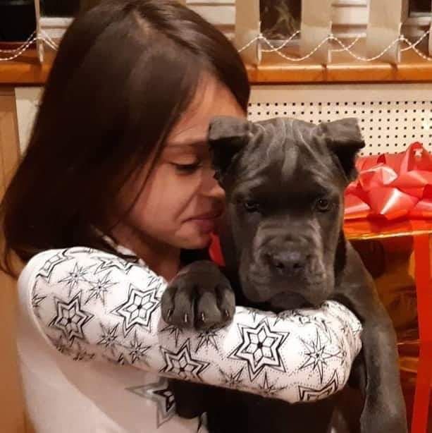 Цуценята Кане Корсо від чемпіонів батькіа