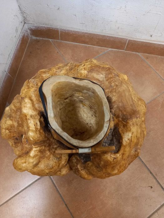 Czeczot Kap,narośl ,rak brzozowy