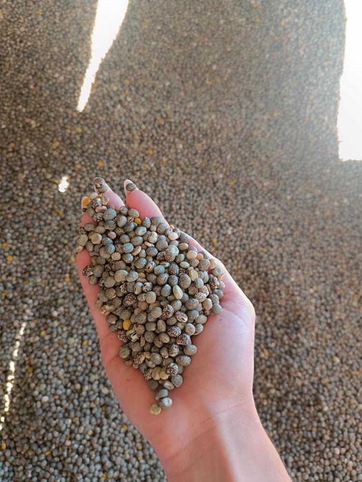 Łubin wąskolistny gorzki