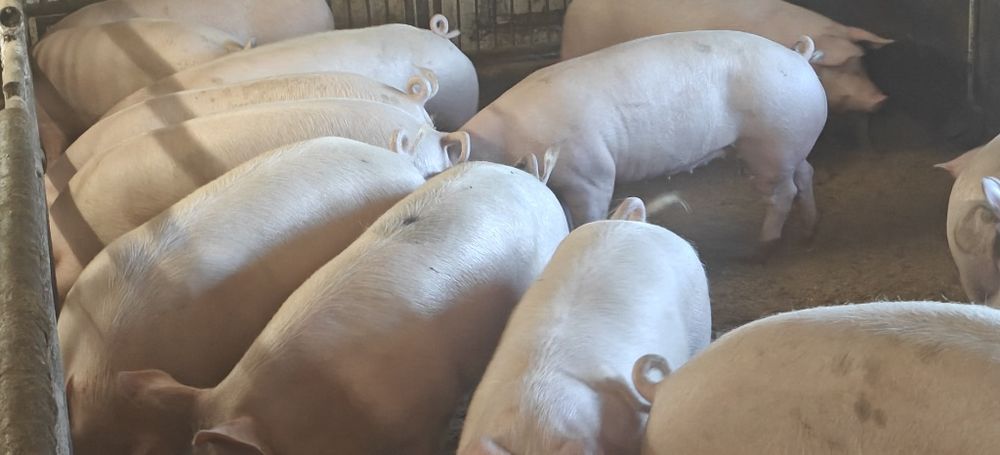 Tuczniki,świnie sprzedam