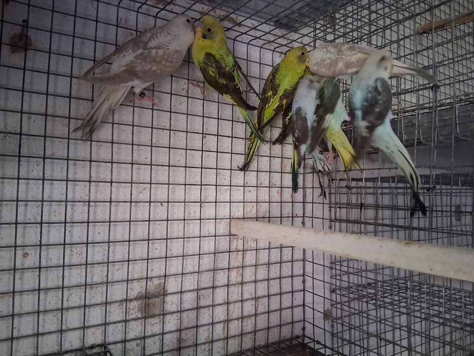 Várias aves para ceder
