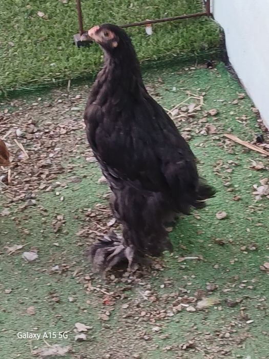 Brahamas malhadas e castanhas