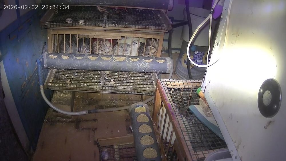 Troco só machos de cordoniz