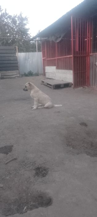 Щенки САО яркие представители туркменских кровей