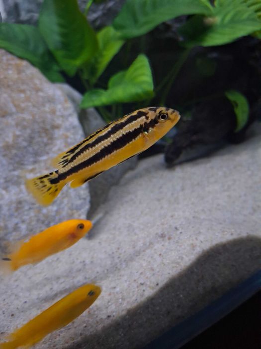 Pyszczak  melanochromis chipokae