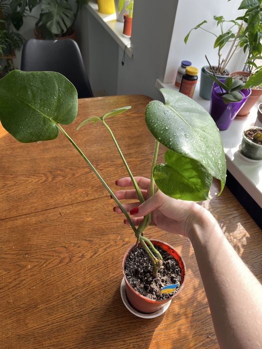 Монстера відросток