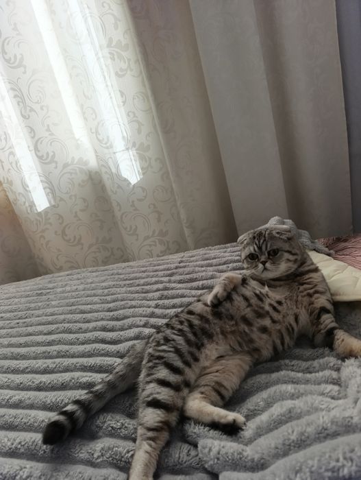 Шотландські висловухі