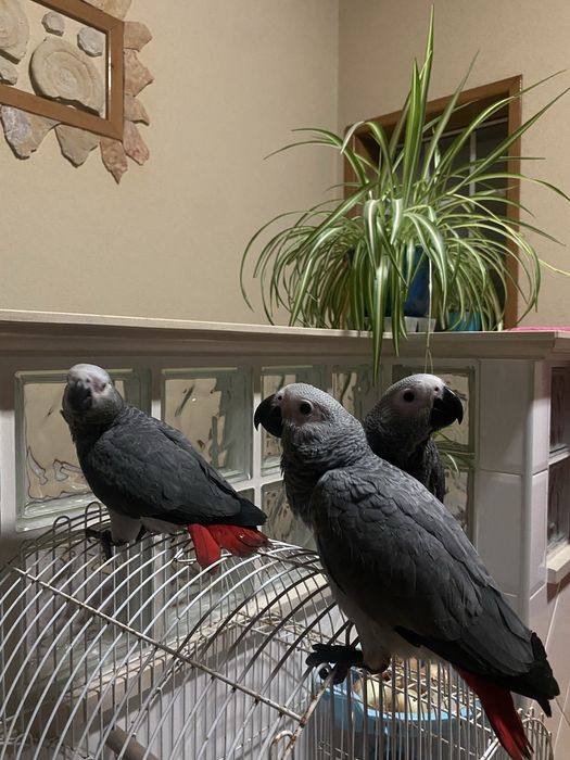 Papagaios Cinzentos