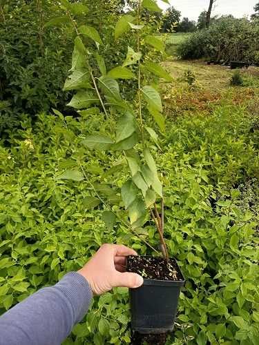 P11 Śliwa ałycza Prunus Cerasifera HURT-DETAL Dostawa