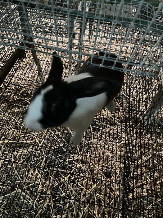 Casal de coelhos adultos