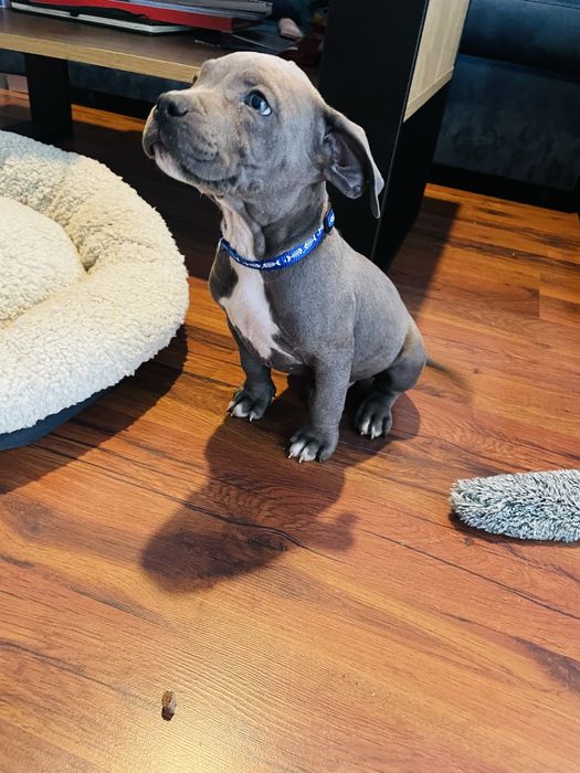 Szczeniak American Staffordhire Terrier Blue