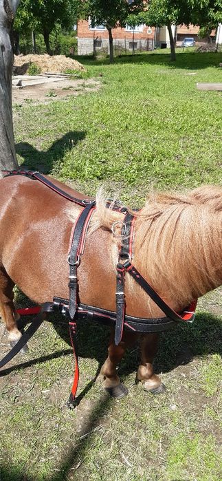 Szory  puszorek  na kucyka