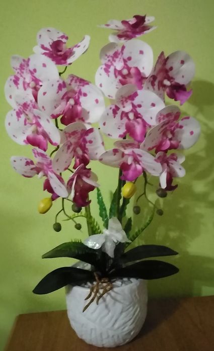 Storczyk na różne okazje