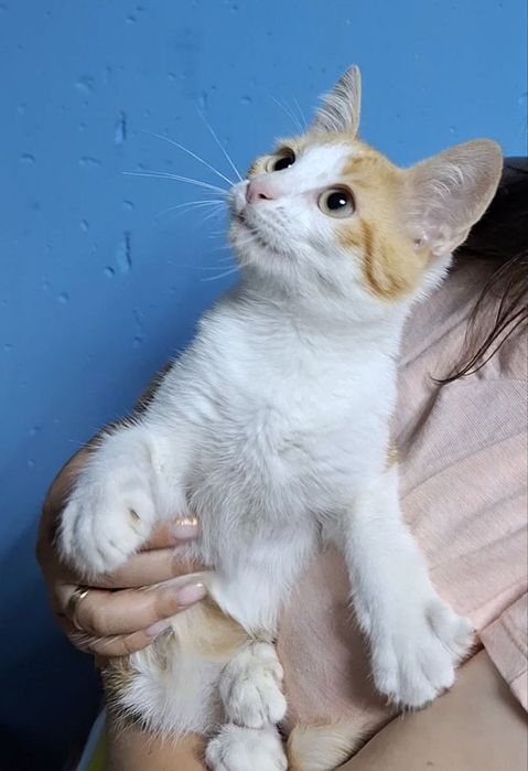Віддам рижого котика безкоштовно