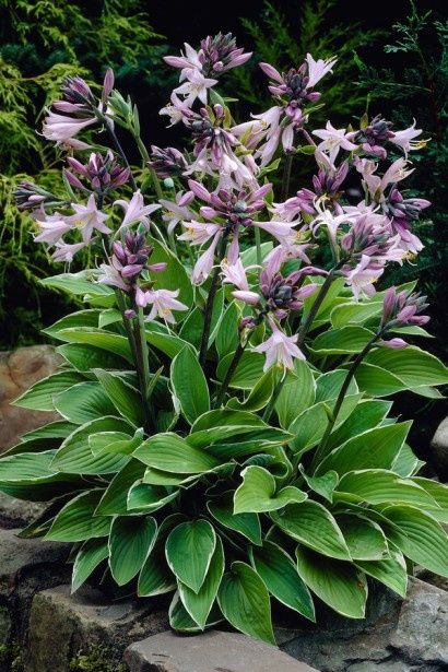 Все что на фото дарю(хосту сереневую,пион розовый, тыкву)