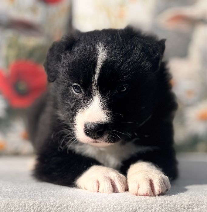 Border Collie , FCI, piesek , czarno biały