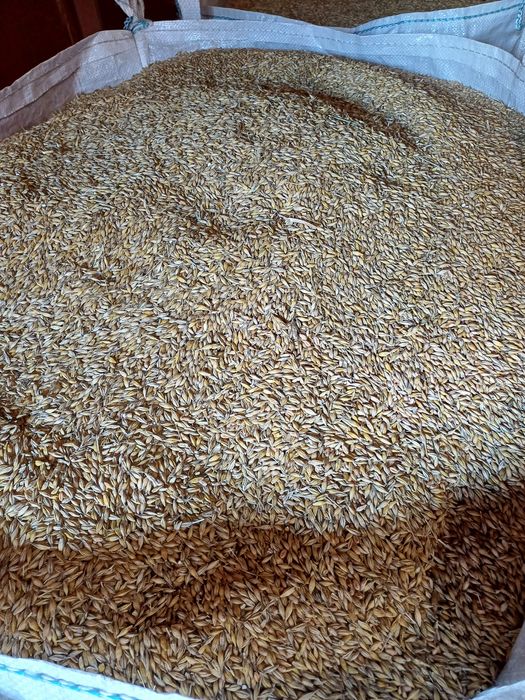 Продам ячмінь озимий сорт сніжна королева