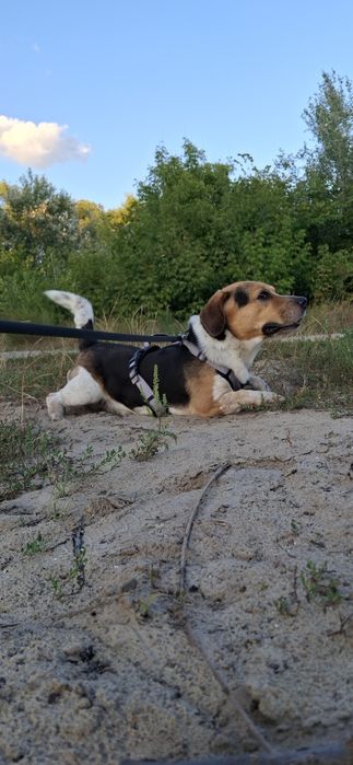 Бігль шукає подружку
