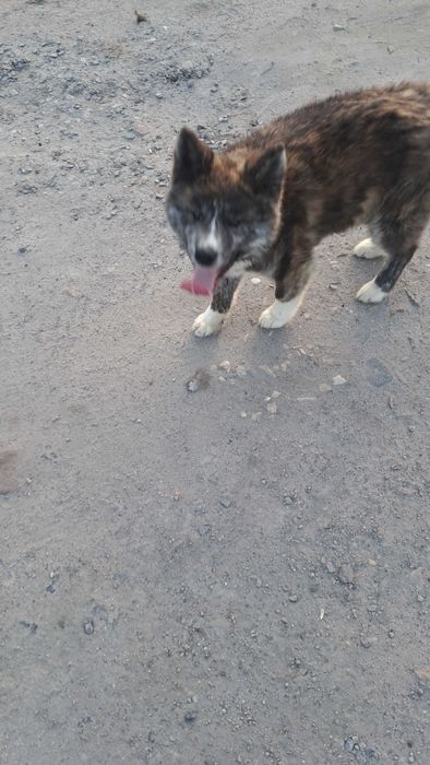 Akita inu sprzedam suczka
