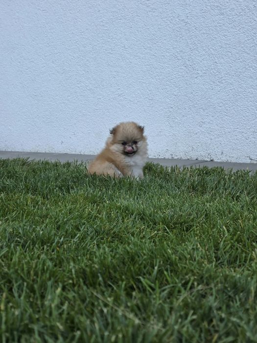 Pomeranian szpic miniaturowy ZKwP FCI