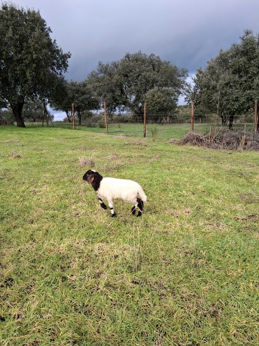 Carneiro Awassi assaf cor excepcional