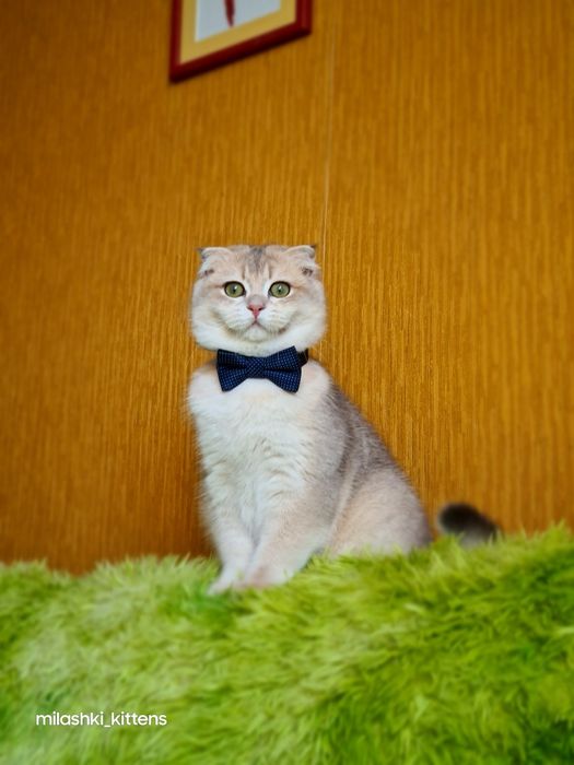 Ласкаві і дуже ніжні котики. Золота шиншила, золоті тікіровані.