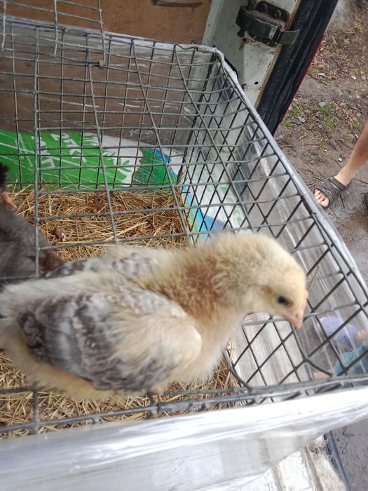 Продам курчат мясояічні породи