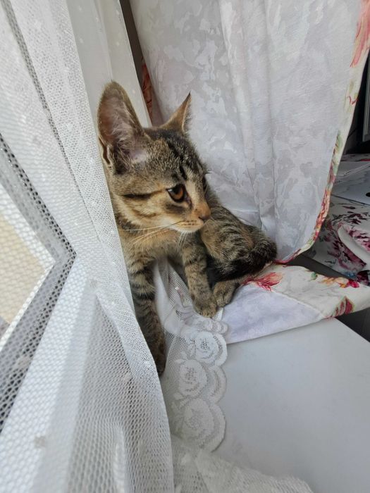 Kotka bura poleca się do adopcji