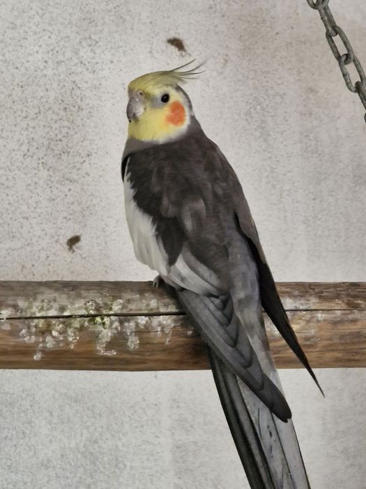 Caturras macho ( ler descrição )