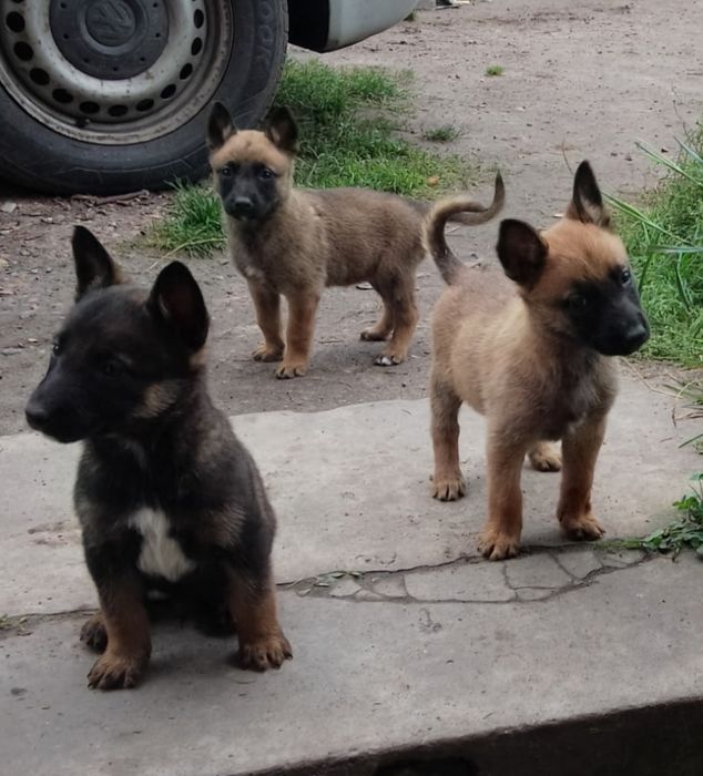 Szczenię Owczarek Belgijski Malinois