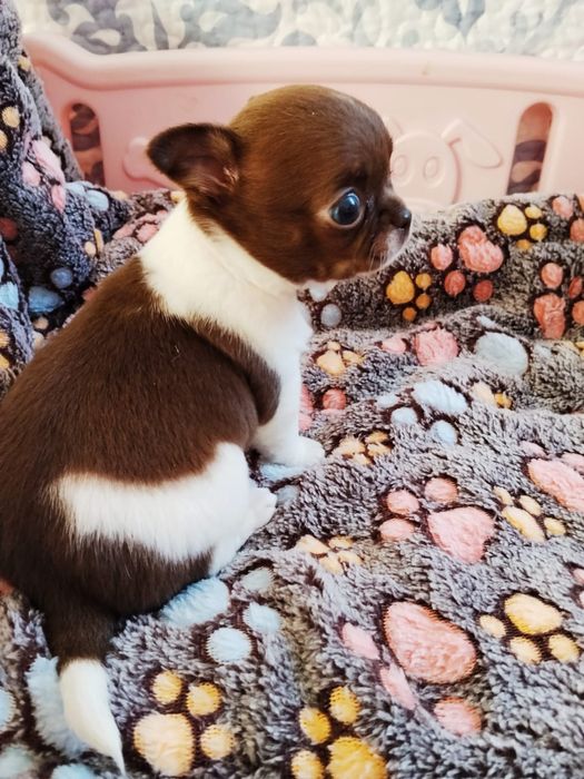 Chiuhauha ślicznotka