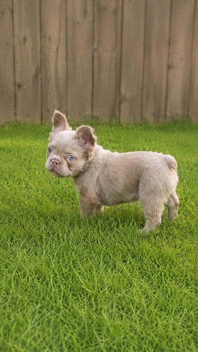 Buldog francuski Isabella Fluffy tan