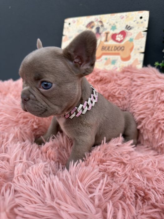 Menina buldog frances lilac